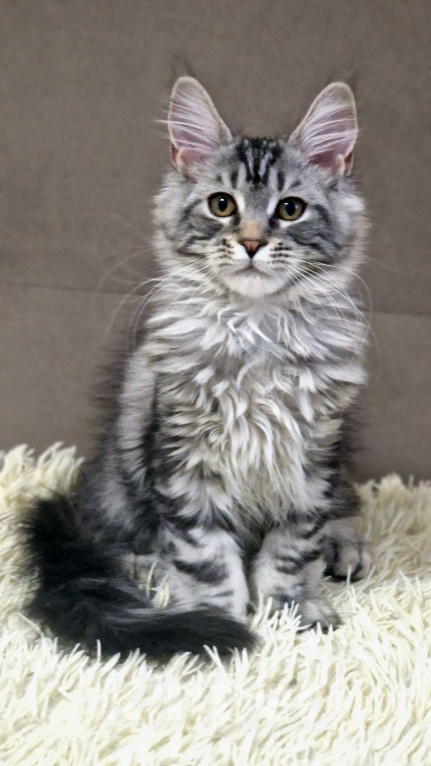 Кошки в Ижевске: Котята мейн-кун Девочка, 50 000 руб. - фото 8