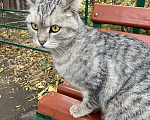 Кошки в Нижнем Новгороде: Снежок Мальчик, Бесплатно - фото 2