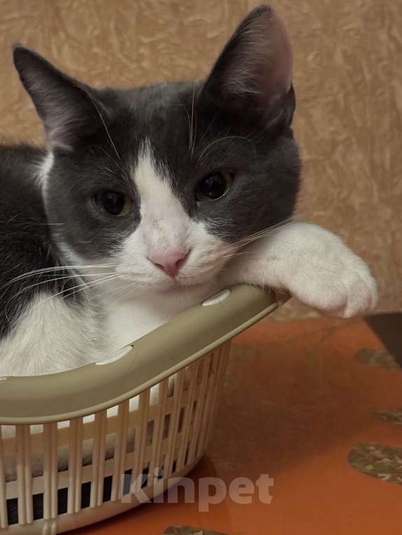 Кошки в Москве: Кошечка Дымка в добрые руки Девочка, Бесплатно - фото 5