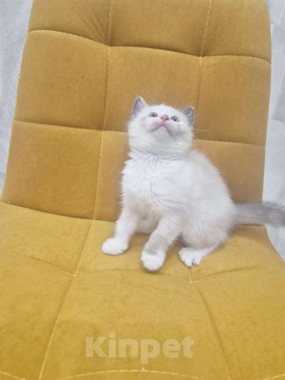 Кошки в Москве: Рэгдолл  ласковая девочка  Девочка, 35 000 руб. - фото 8