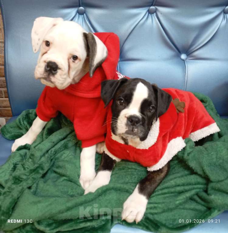 Собаки в Перми: Щенок немецкого боксера девочка. Девочка, 25 000 руб. - фото 2