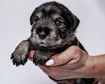 Собаки в Москве: Щенки Шнауцера  Мальчик, 45 000 руб. - фото 2