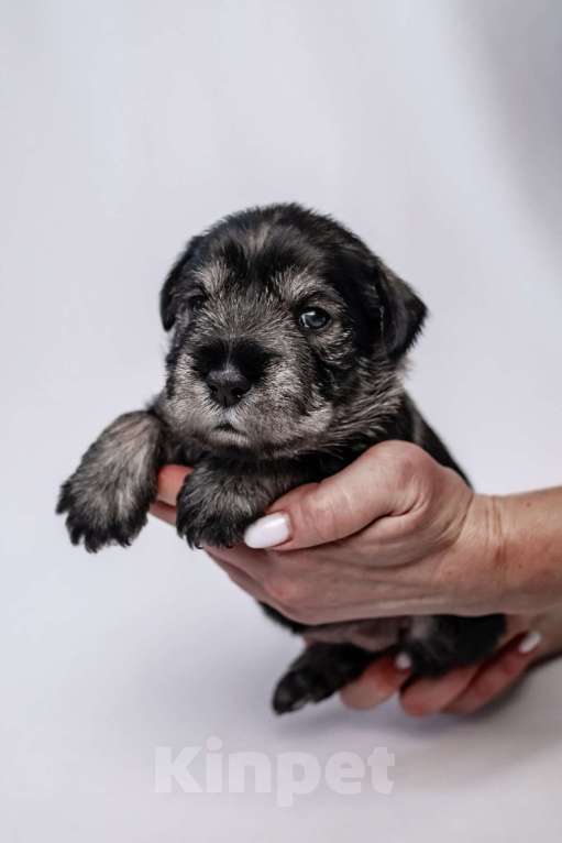 Собаки в Москве: Щенки Шнауцера  Мальчик, 45 000 руб. - фото 2