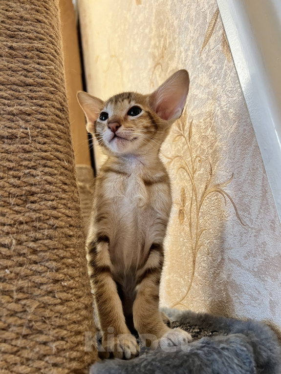 Кошки в Ярославле: Бронирование  Мальчик, 1 руб. - фото 7