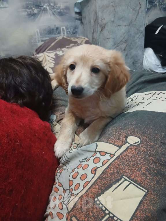 Собаки в Симферополе: Отдам щенка девочку в добрые руки Девочка, Бесплатно - фото 1