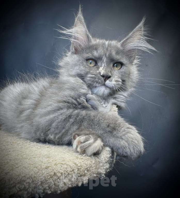 Кошки в Москве: Котенок мейн-кун Девочка, 30 000 руб. - фото 3