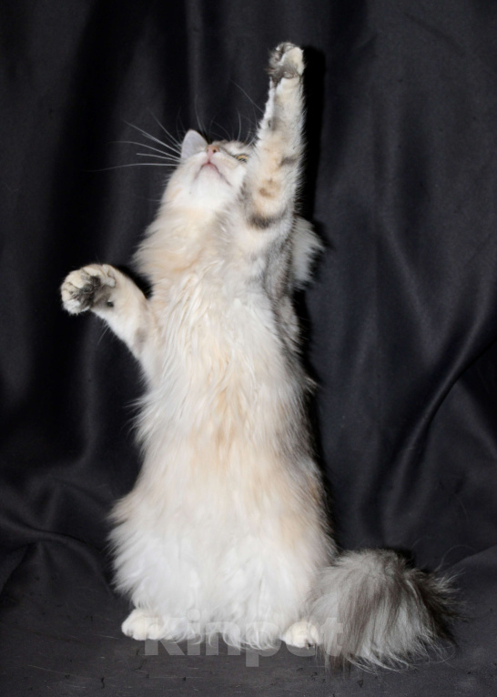 Кошки в Тюмени: Сибирский котёнок Девочка, 15 000 руб. - фото 7