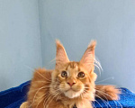 Кошки в Самаре: Котёнок породы Мейн-кун MCO male Imperator, color d Мальчик, 50 000 руб. - фото 3