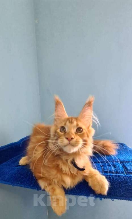 Кошки в Самаре: Котёнок породы Мейн-кун MCO male Imperator, color d Мальчик, 50 000 руб. - фото 3