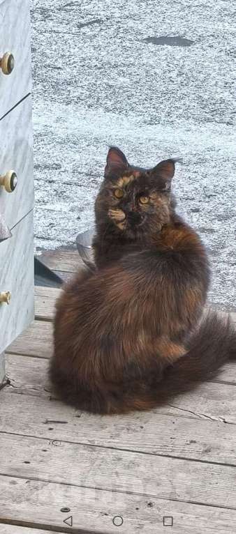 Кошки в Красноярске: Нашли кошку Девочка, Бесплатно - фото 1