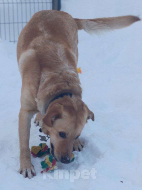 Собаки в Москве: Метис лабрадора Оскар в добрые руки Мальчик, Бесплатно - фото 4