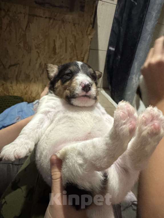 Собаки в других городах Краснодарского края: Фокстерьер Девочка, 15 000 руб. - фото 4