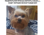 Собаки в Омске: потерялась собака Мальчик, 1 000 руб. - фото 1