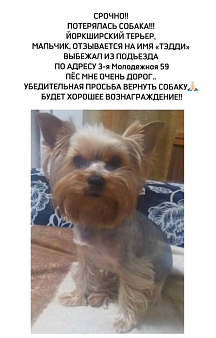 Объявление: потерялась собака, 1 000 руб., Омск