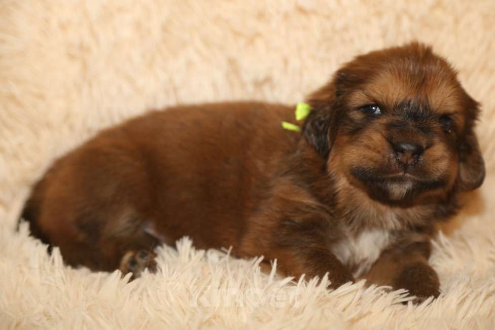 Собаки в Екатеринбурге: щенок Тибетского Мастифа Мальчик, 120 000 руб. - фото 2