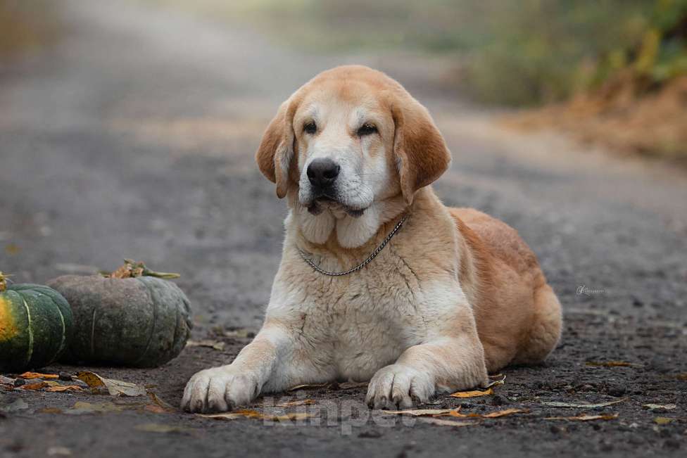 Собаки в других городах Московской области: Испанский мастиф, щенки Девочка, 80 000 руб. - фото 1