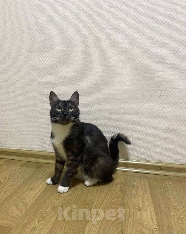 Кошки в Москве: Ласковые кошечки — мама и дочка ищут дом Девочка, Бесплатно - фото 7