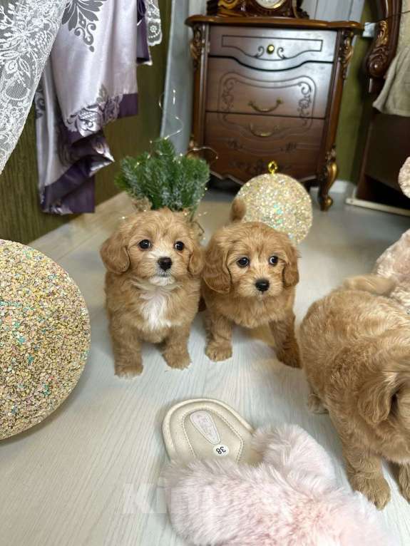 Собаки в Москве: Девочка мальтипу мини Девочка, 100 000 руб. - фото 7