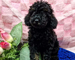 Собаки в Йошкаре-Оле: Мальчишка в окрасе фантом( блек тан) Мальчик, 60 000 руб. - фото 5