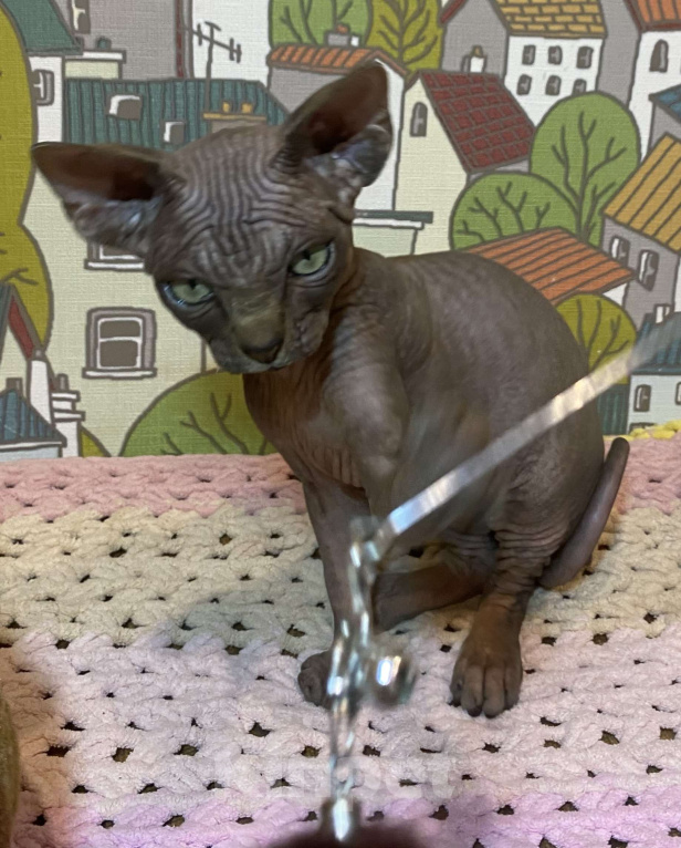 Кошки в Москве: Гетсби-огнищенский парень Мальчик, 45 000 руб. - фото 5