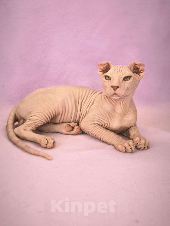 Кошки в Москве: Элитный котенок украинский левкой Мальчик, Бесплатно - фото 2