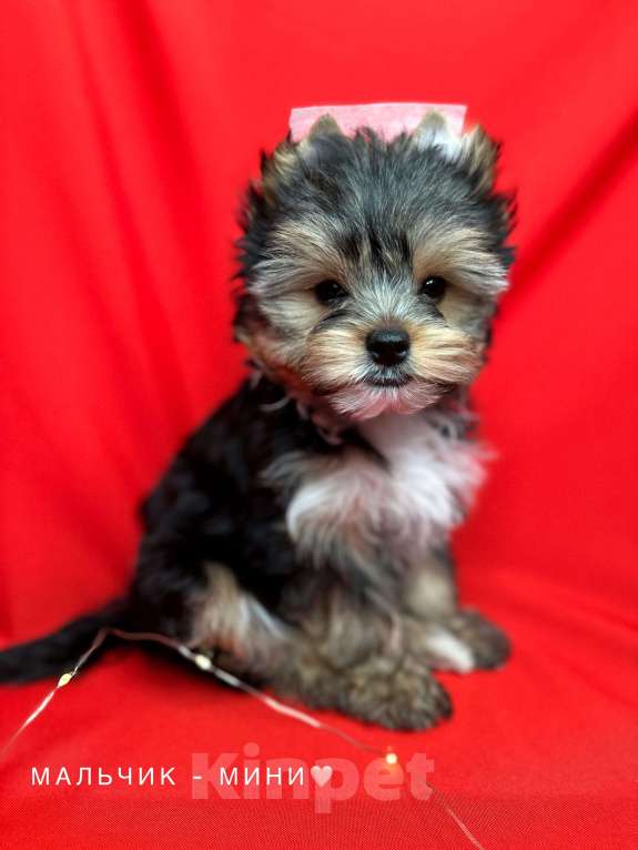 Собаки в Сарове: Щенки Мальчик, Бесплатно - фото 4