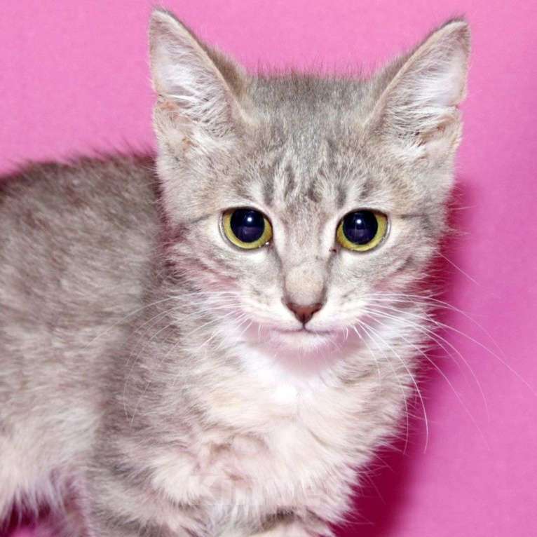 Кошки в Москве: Воробушек живёт без света взаперти Мальчик, Бесплатно - фото 2