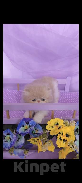 Кошки в Москве: Шикарный персидский котёнок Мальчик, Бесплатно - фото 6