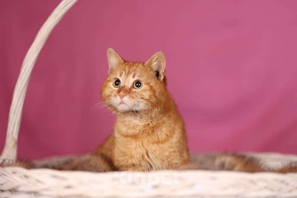 Кошки в Москве: Рыжий кот Коля ищет дом Мальчик, Бесплатно - фото 4