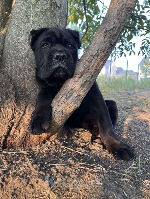 Собаки в Москве: Крупные щенки Кане-Корсо Мальчик, 120 000 руб. - фото 4