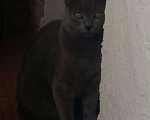Кошки в Орске: Вязка.Красавец британский кот., 800 руб. - фото 3