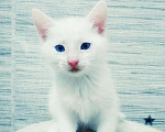Кошки в Рязани: Котята, Бесплатно - фото 5