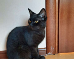 Кошки в Москве: Бурманский кот Алекс окраса черный бриллиант ищет дом Мальчик, Бесплатно - фото 1