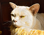 Кошки в Москве: Бурманская кошка Девочка, Бесплатно - фото 4