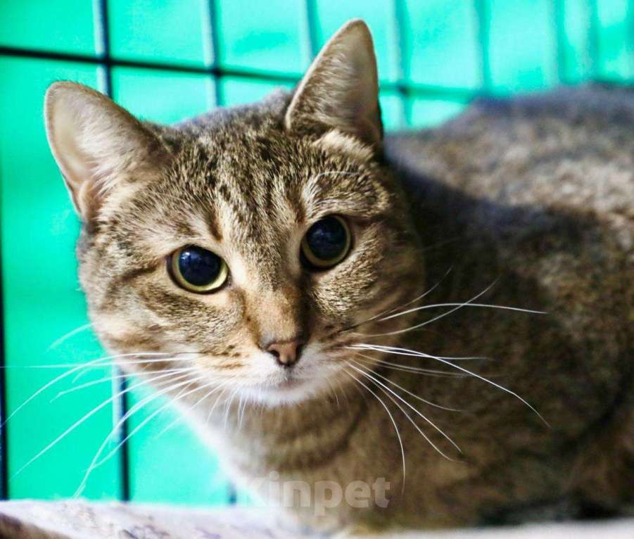 Кошки в Москве: Кошка Жемчужинка - полосатая красавица, в добрые руки Девочка, Бесплатно - фото 6