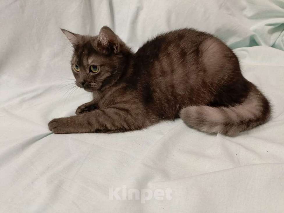 Кошки в Москве: Британские котята Девочка, 15 000 руб. - фото 3