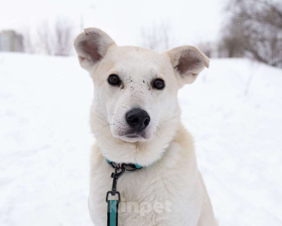 Собаки в Москве: Снежа. Спасена и теперь ищет дом Девочка, Бесплатно - фото 1