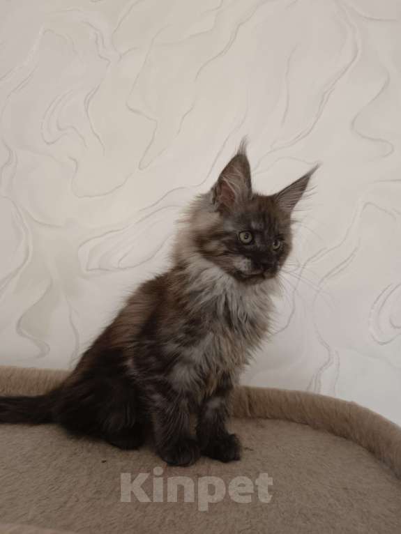 Кошки в Воронеже: Котенок мейн-кун Девочка, 35 000 руб. - фото 1