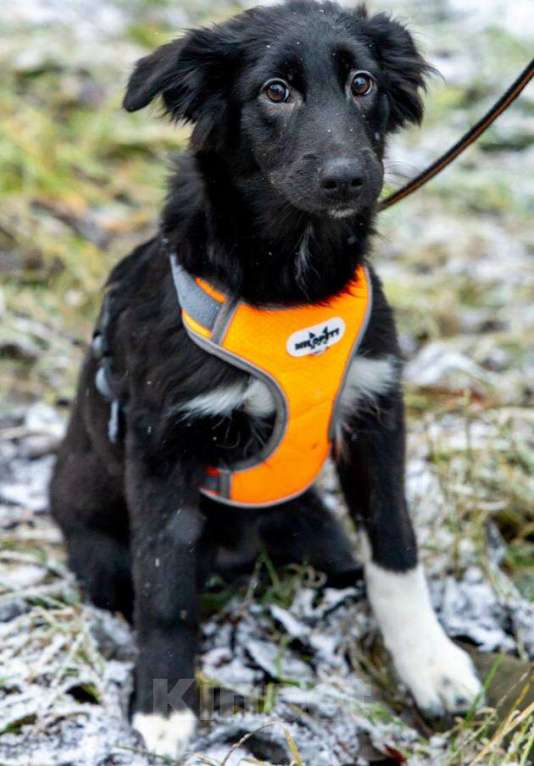 Собаки в Химках: Ищем Боне надёжный дом Девочка, Бесплатно - фото 9