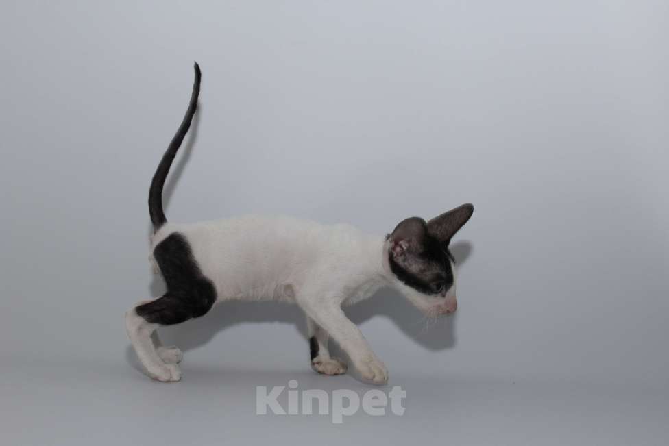 Кошки в Москве: котята из питомника Корнелита Мальчик, 80 000 руб. - фото 3