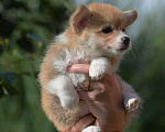 Собаки в Самаре: Щенок Корги от великолепных родителей! Мальчик, 60 000 руб. - фото 2