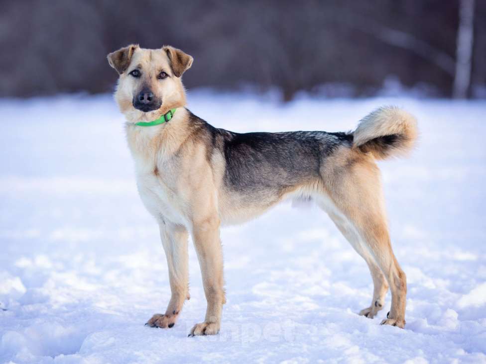 Собаки в Москве: Грей, 2 года в поисках своей семьи Мальчик, Бесплатно - фото 2