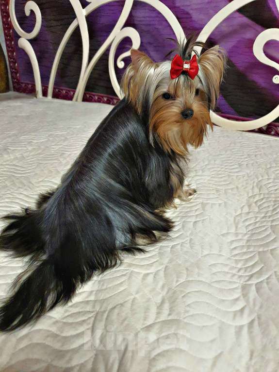 Собаки в Москве: МАЛЬЧИКИ-КРАСАВЧИКИ Мальчик, 45 руб. - фото 7