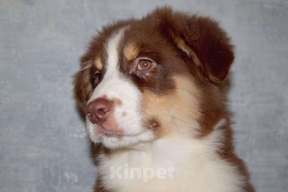 Собаки в других городах Московской области: Австралийская овчарка Мальчик, 50 000 руб. - фото 3