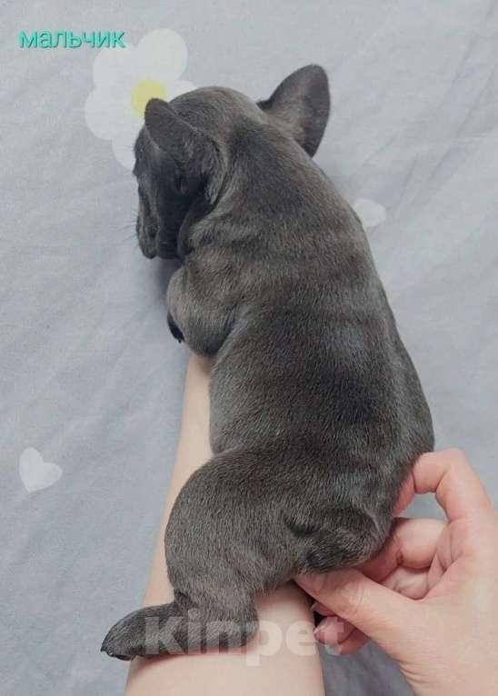 Собаки в Санкт-Петербурге: Французский бульдог щенки Разнополые, 45 000 руб. - фото 2