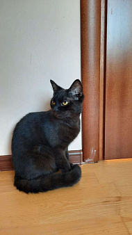 Объявление: Бурманский кот Алекс окраса черный бриллиант ищет дом, Бесплатно, Москва