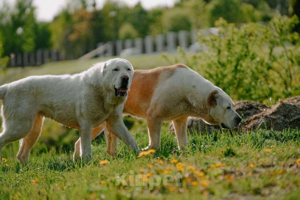Собаки в Москве: Пара молодых алабаев в добрые руки Девочка, Бесплатно - фото 5