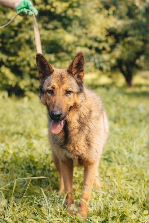 Собаки в Москве: Веня Мальчик, Бесплатно - фото 4