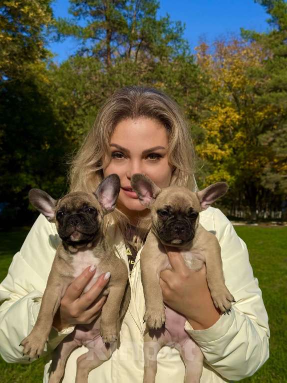 Собаки в Краснодаре: Французские Булочки  Мальчик, Бесплатно - фото 4