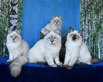 Кошки в Москве: Котята Невские маскарадные Девочка, Бесплатно - фото 5